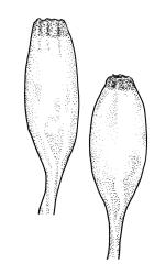 Macromitrium orthophyllum, capsules, moist.
 Image: R.C. Wagstaff © All rights reserved. Redrawn with permission from Vitt (1983). 
